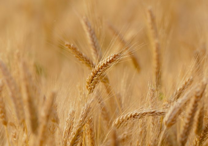 MALEZAS: UNA HERRAMIENTA FLEXIBLE QUE SIRVE PARA EL TRIGO O PARA EL BARBECHO LARGO